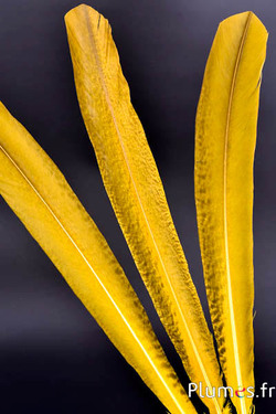 Pavone viola - 45-52 cm - giallo